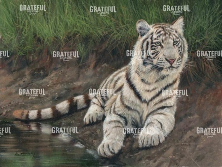 white tiger cub