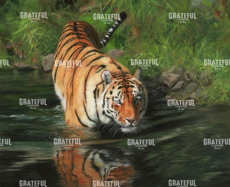 Tiger entering water
