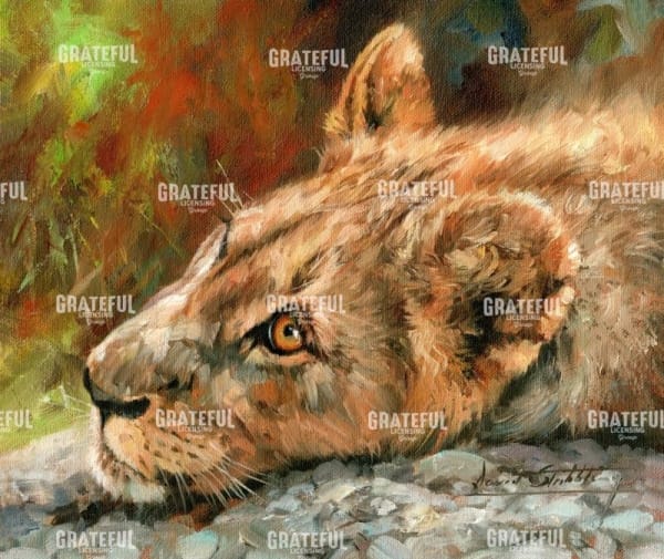 lion cub laying down