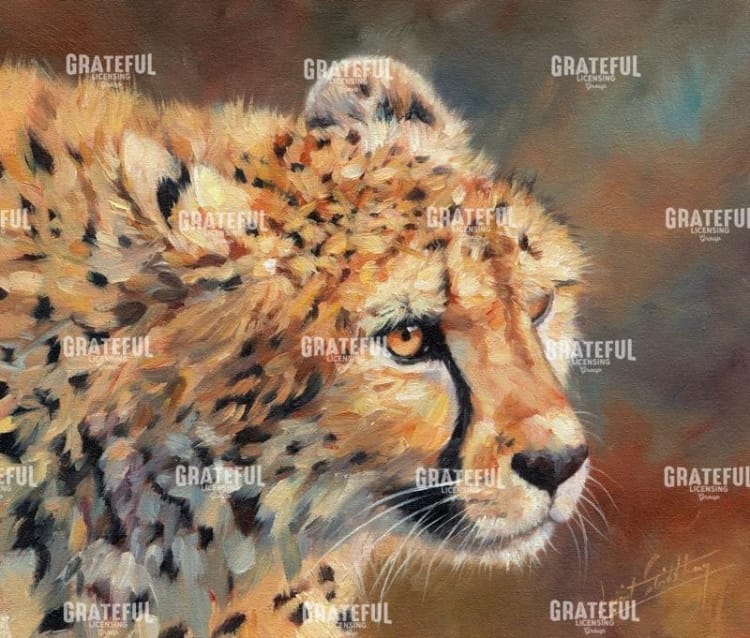 Cheetah stare