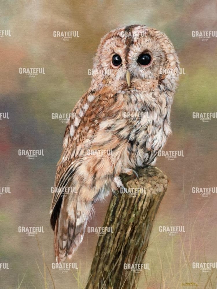 Tawny Owl