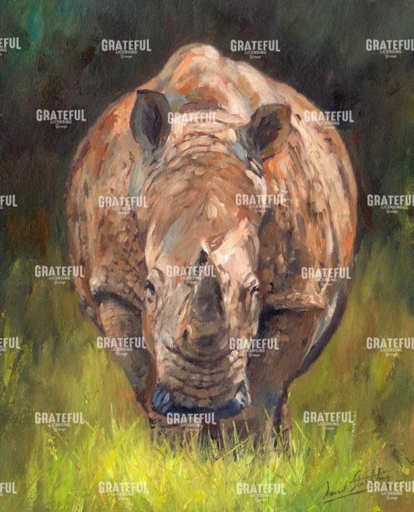 Rhino straight on