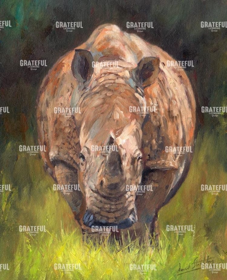 Rhino straight on