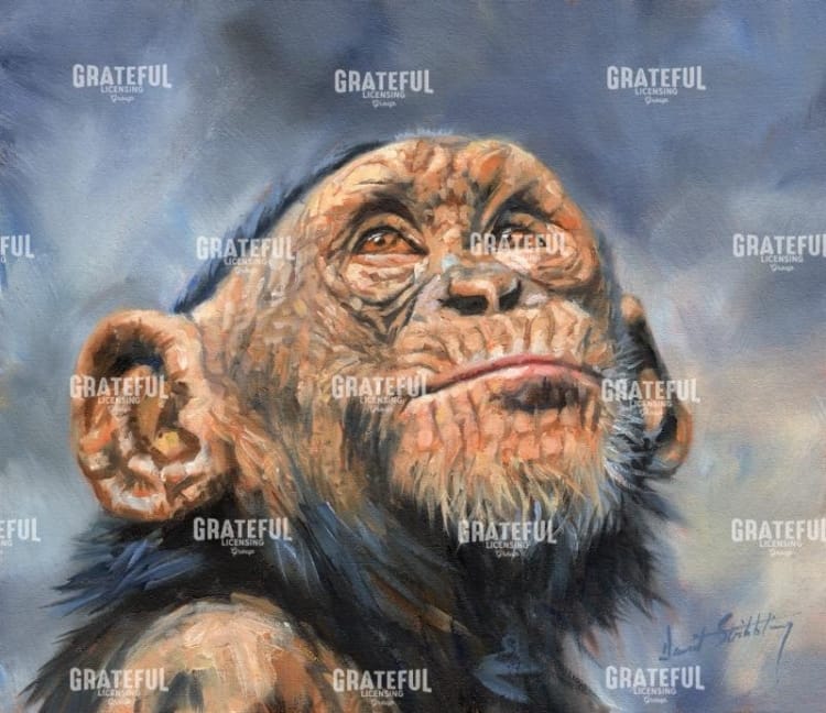 chimp Looking Up