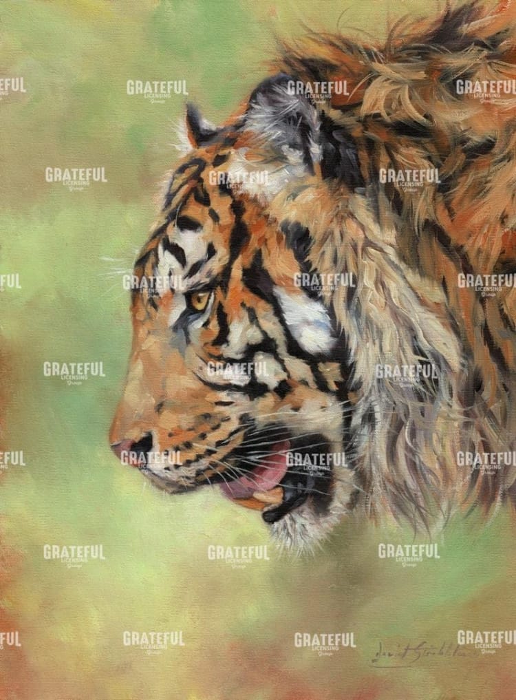 Amur Tiger Profile