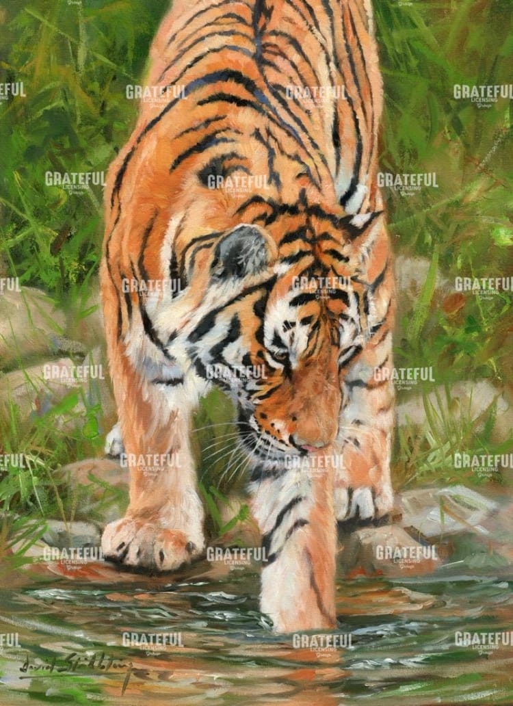 Tiger stream