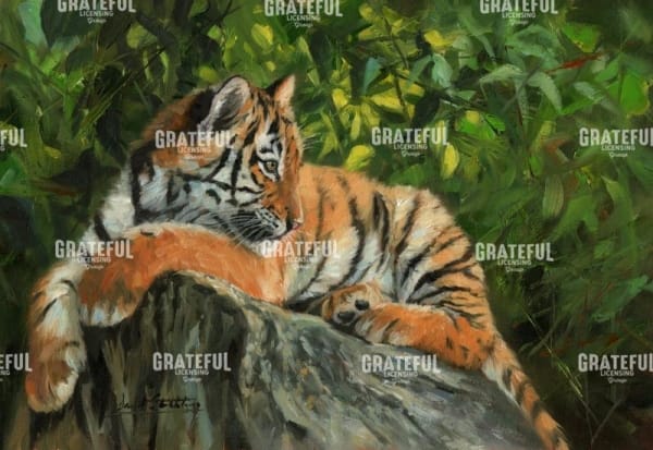 Tiger on rock