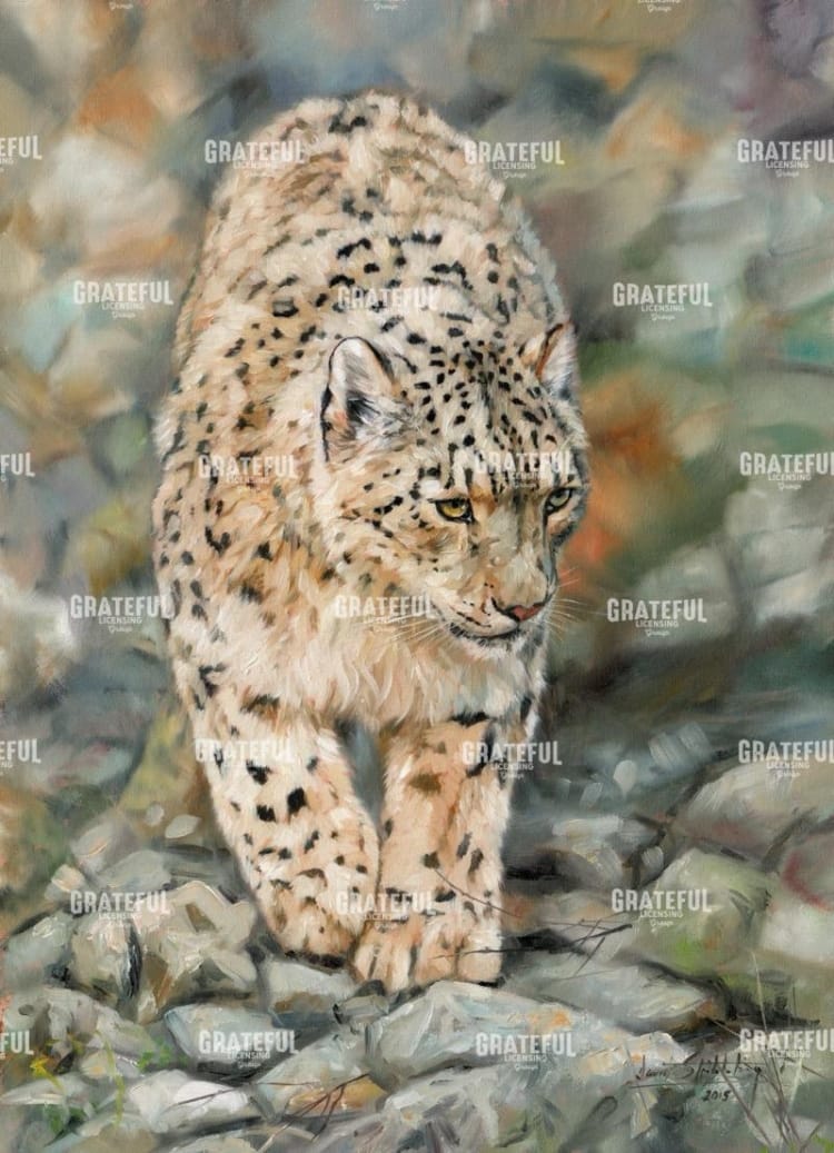 Snow Leopard Stroll