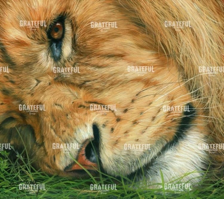 lion sleeps
