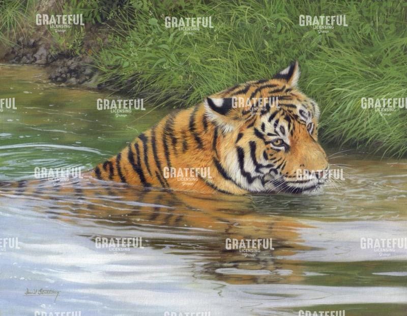 tiger in water 1