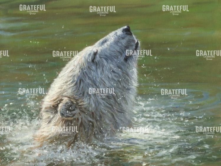 Polar Bear Splash