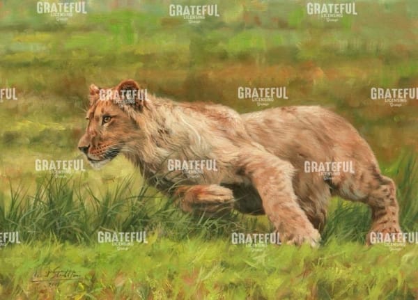 Young Lion Running