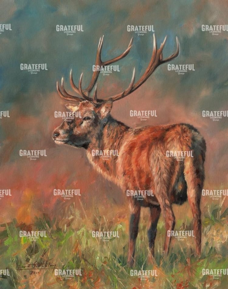 Red Deer Stag 1620