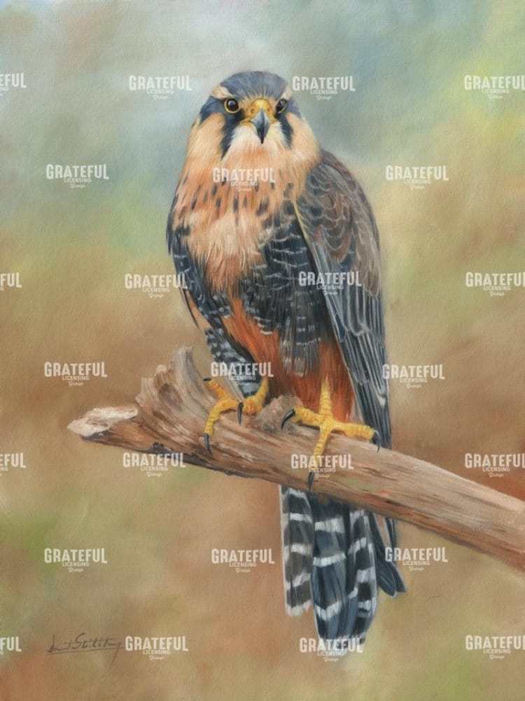 Aplomado Falcon