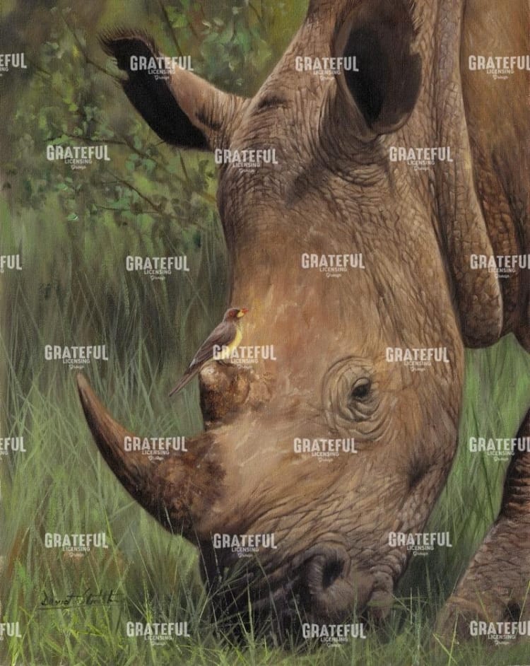 Rhino and Oxpecker Bird