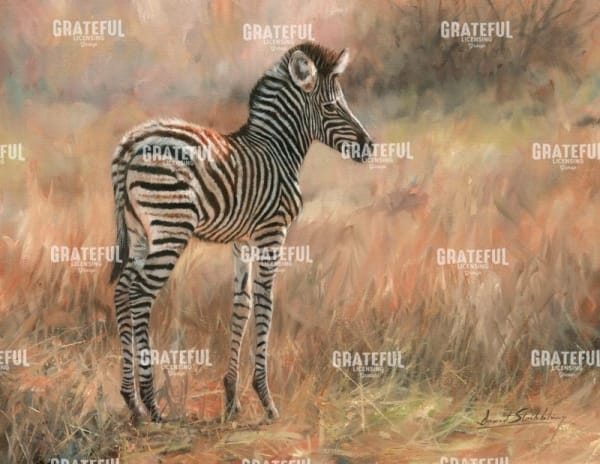 Zebra Foal