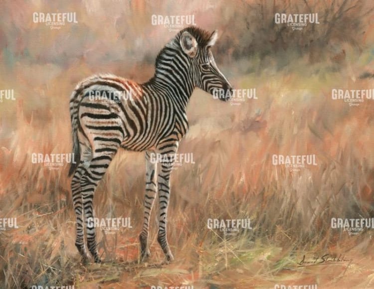 Zebra Foal
