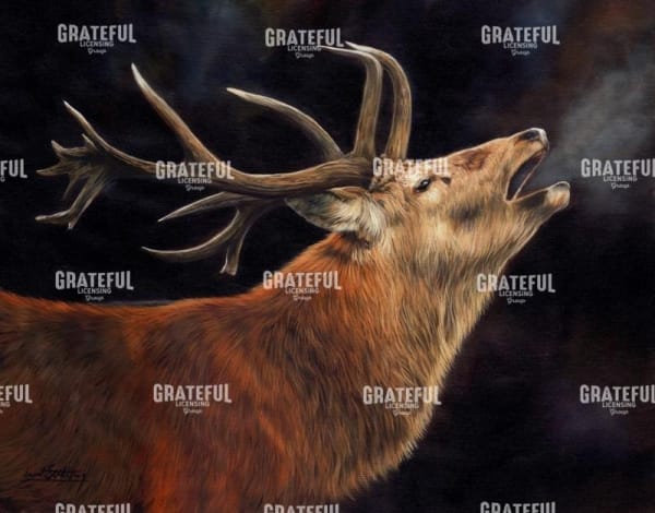 Red Deer Stag winter breath