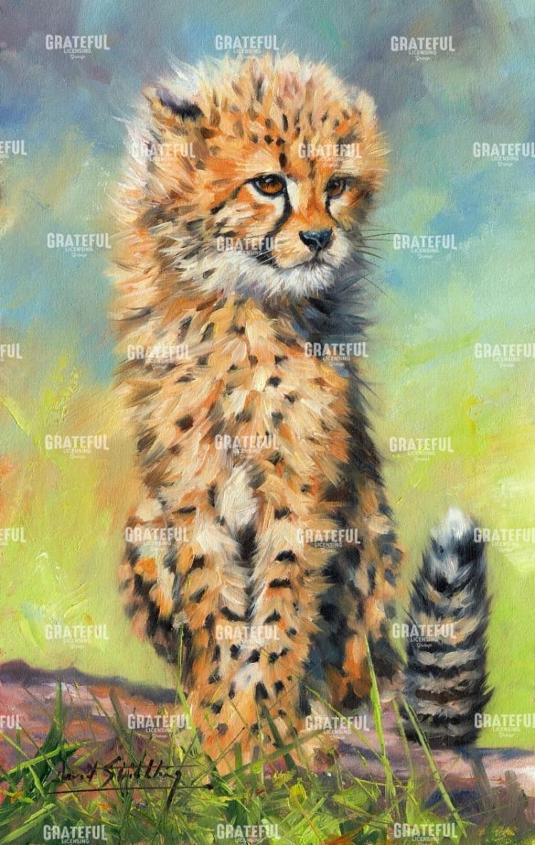 Baby Cheetah awakens!