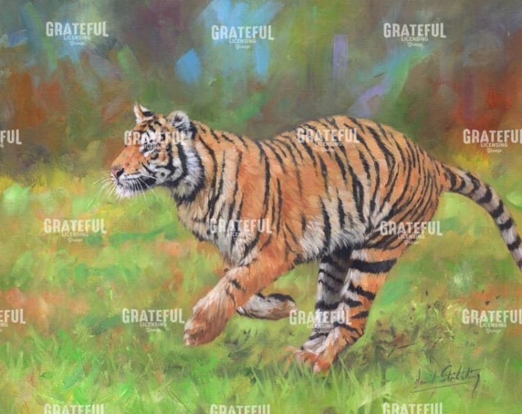 Tiger Running