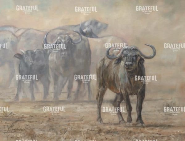Buffalo Zambia
