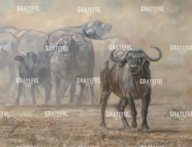 Buffalo Zambia