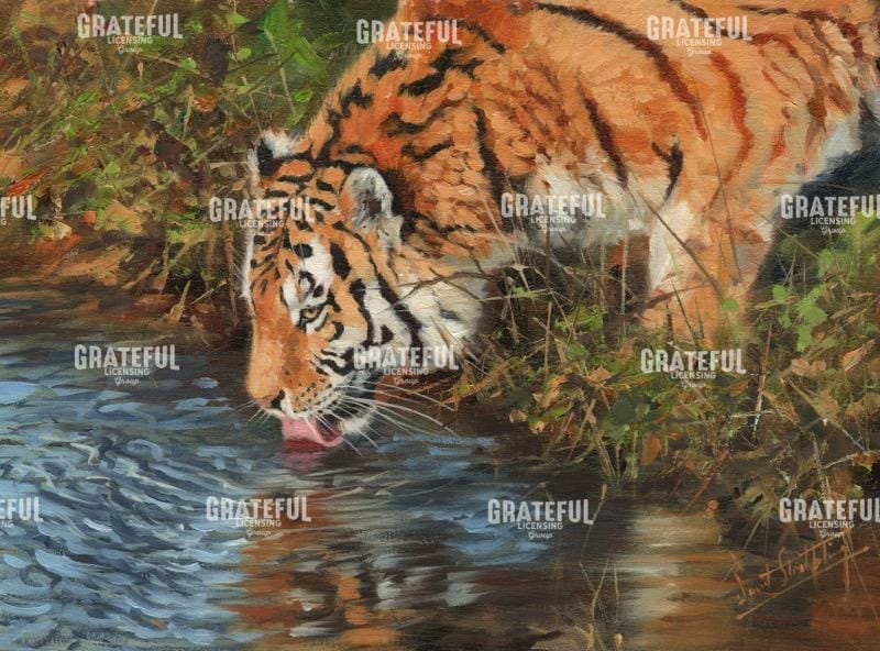 tiger drinking