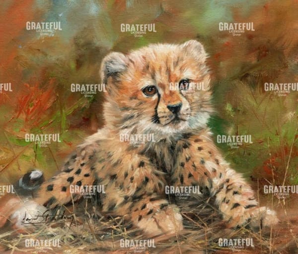 Cheetah Cub laying Down