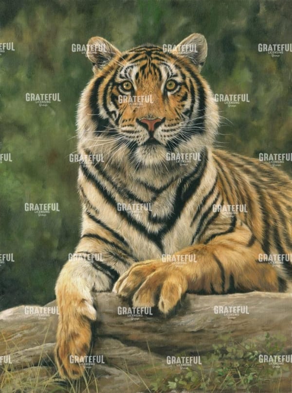 Bengal tiger 2