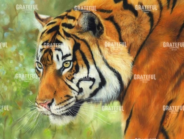 tiger 20