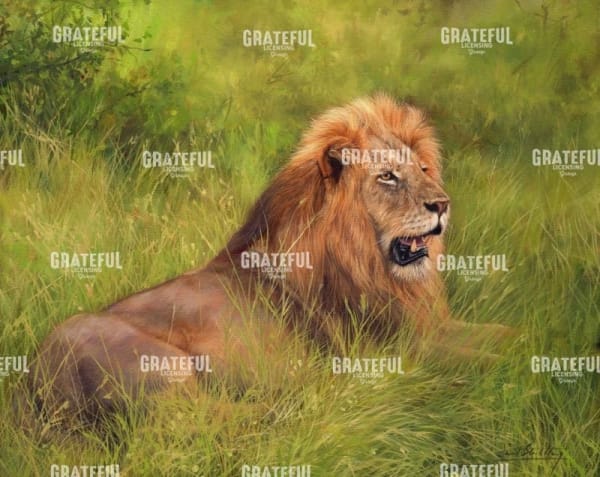 Lion in Grass