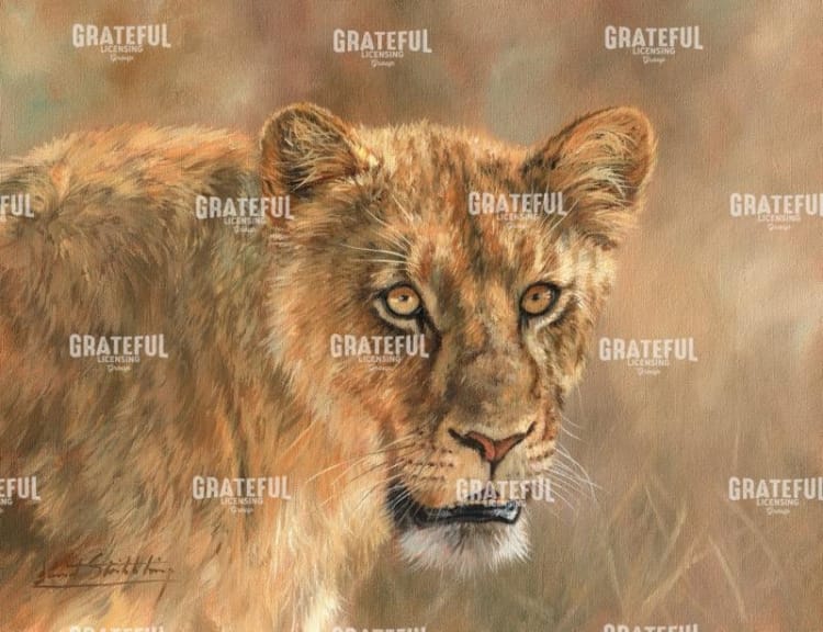 Hungry Lioness