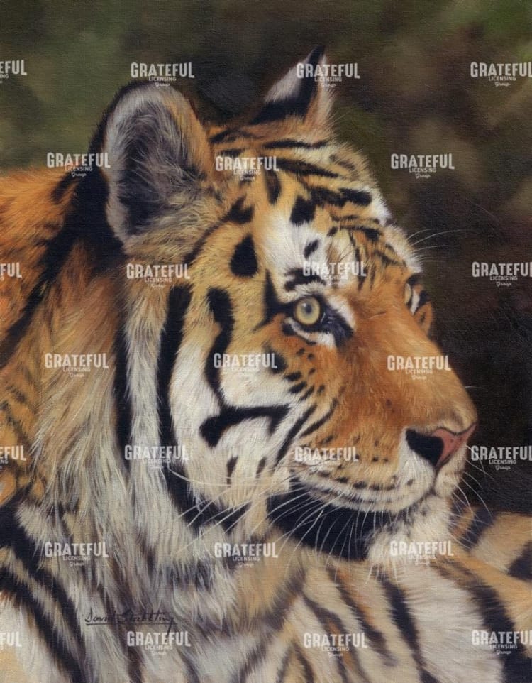 tiger portrait 7