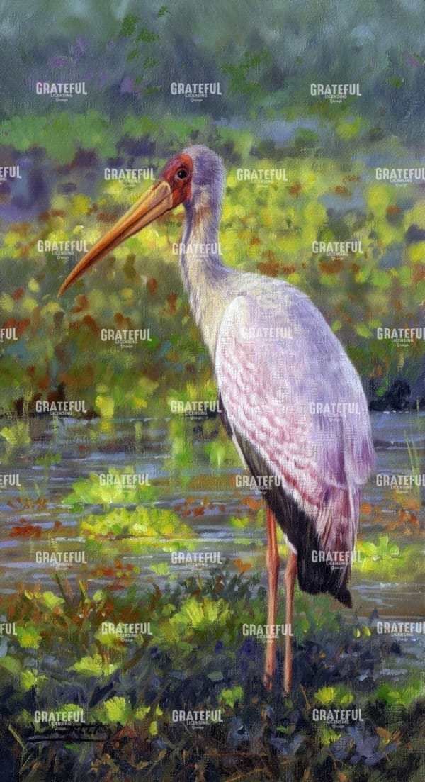 Yellow Billed Stork