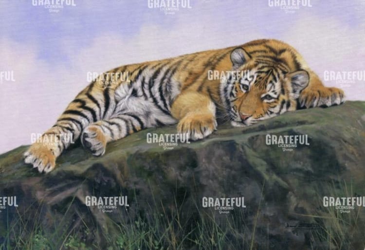 Young Tiger rock