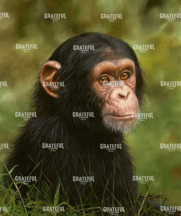 Chimp