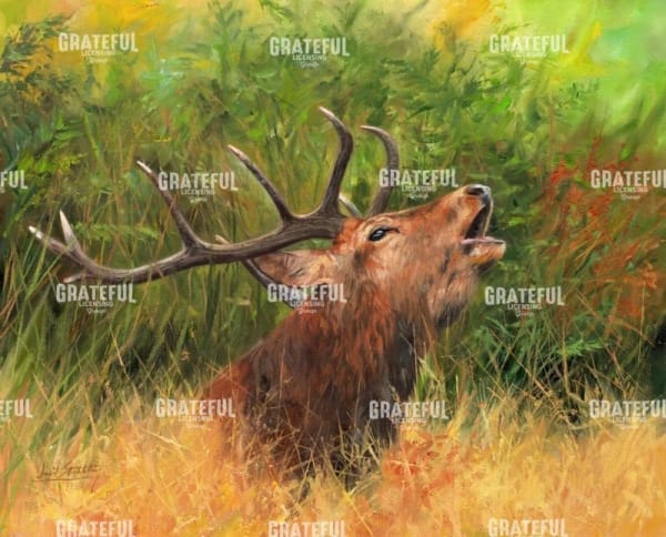 Red Deer in Field