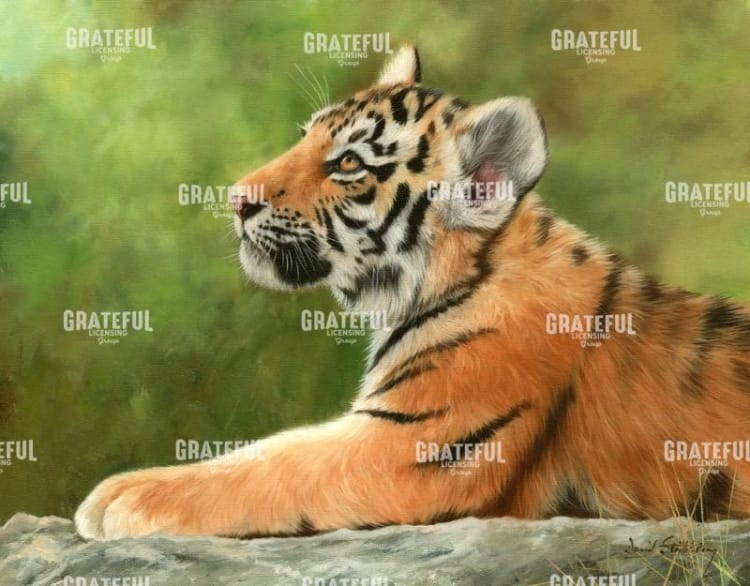 tiger cub looking up