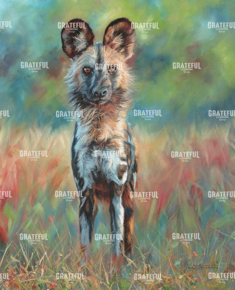 Africa Wild Dog Stare
