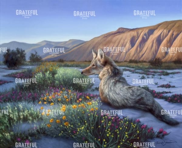 Desert Coyote