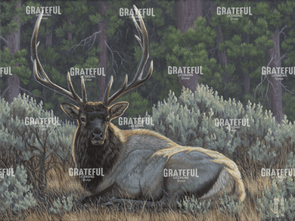 Settled In Elk