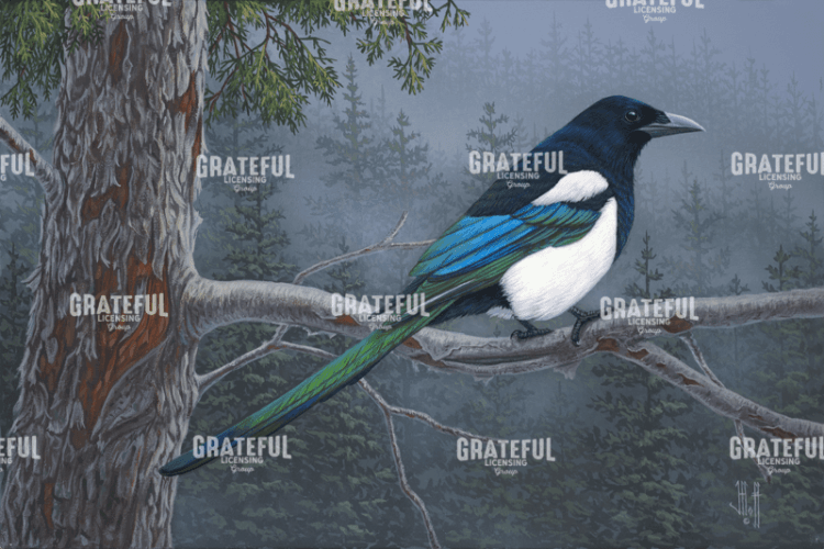 Misty Forest Magpie