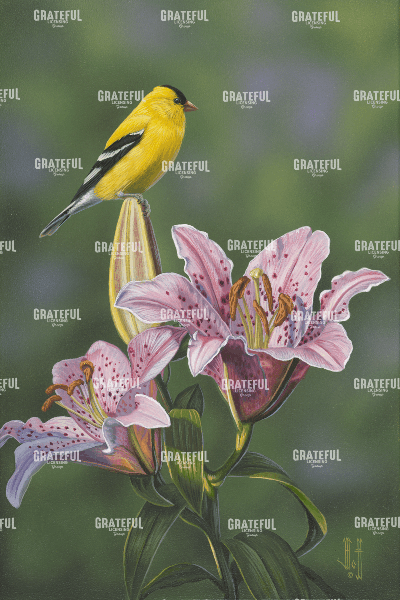 Summer Lily Goldfinch