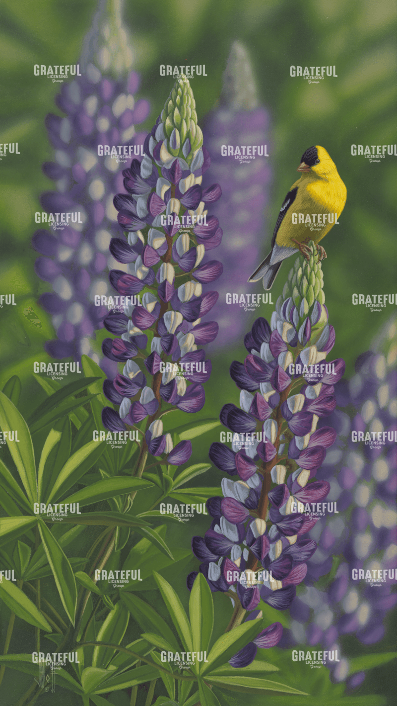 Goldfinch Lupine