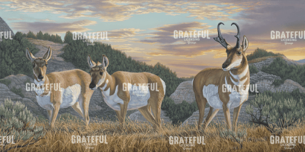 Evening Prairie Pronghorn