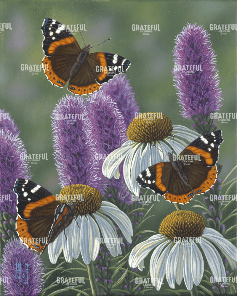 Red Admirals