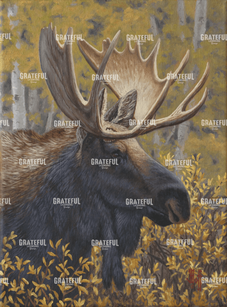 Moose Portrait