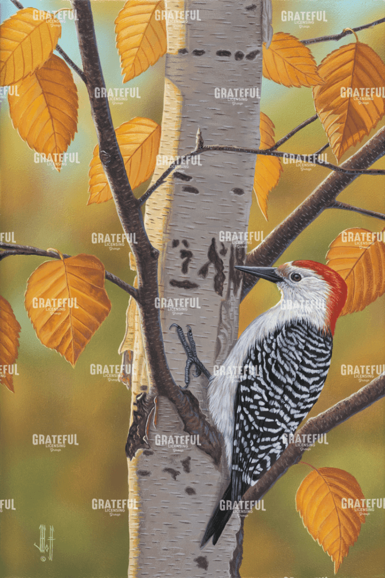 Red Belly Autumn Birch