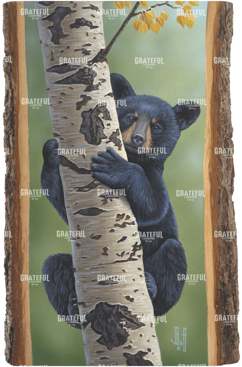 Aspen Black Bear