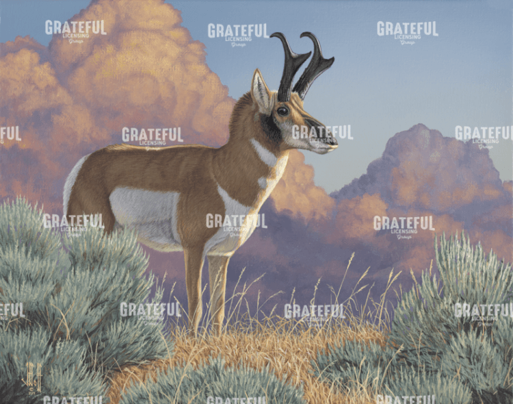 After The Storm Pronghorn